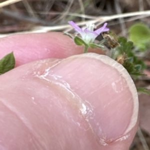 Geranium gardneri at Aranda, ACT - 26 Jan 2023 05:38 PM