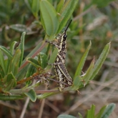 Monistria concinna at Cotter River, ACT - 23 Jan 2023 12:11 PM