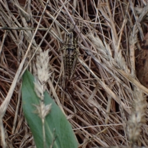 Monistria concinna at Cotter River, ACT - 23 Jan 2023 12:11 PM