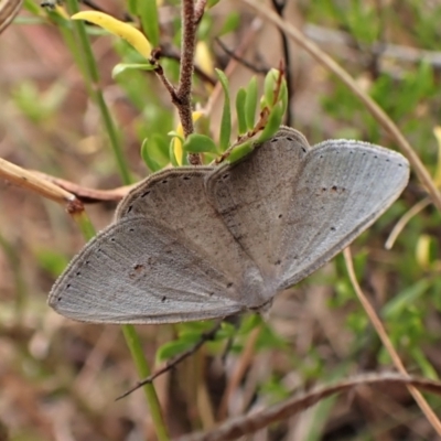 Casbia pallens (Pale Casbia) at Cook, ACT - 23 Jan 2023 by CathB