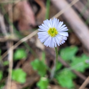 Lagenophora stipitata at Paddys River, ACT - 26 Jan 2023 03:51 PM