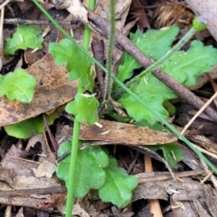 Lagenophora stipitata at Paddys River, ACT - 26 Jan 2023 03:51 PM