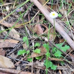 Lagenophora stipitata at Paddys River, ACT - 26 Jan 2023 03:51 PM