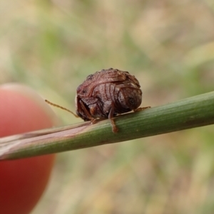 Cadmus (Lachnabothra) subgenus at Cook, ACT - 22 Jan 2023