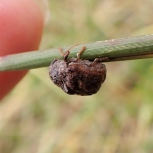 Cadmus (Lachnabothra) subgenus at Cook, ACT - 22 Jan 2023