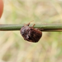 Cadmus (Lachnabothra) subgenus at Cook, ACT - 22 Jan 2023