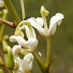 Lomatia ilicifolia (Holly Lomatia) at Sassafras, NSW - 23 Jan 2023 by RobG1