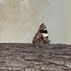 Vanessa itea at Paddys River, ACT - 26 Jan 2023