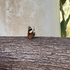 Vanessa itea at Paddys River, ACT - 26 Jan 2023