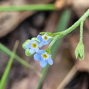 Myosotis laxa subsp. caespitosa at Paddys River, ACT - 26 Jan 2023