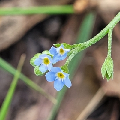 Myosotis laxa subsp. caespitosa (Water Forget-me-not) at Paddys River, ACT - 26 Jan 2023 by trevorpreston