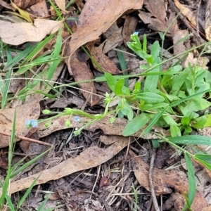 Myosotis laxa subsp. caespitosa at Paddys River, ACT - 26 Jan 2023