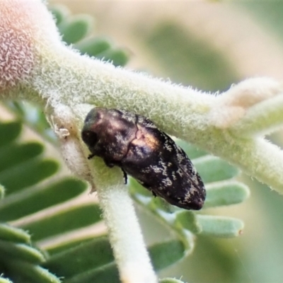 Diphucrania sp. (genus) (Jewel Beetle) at Molonglo Valley, ACT - 22 Jan 2023 by CathB