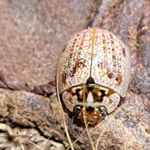 Paropsisterna m-fuscum at Paddys River, ACT - 26 Jan 2023