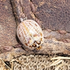 Paropsisterna m-fuscum at Paddys River, ACT - 26 Jan 2023