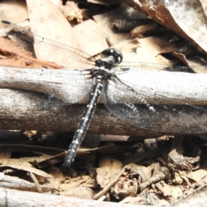 Eusynthemis guttata at Cotter River, ACT - 21 Jan 2023