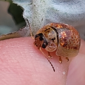 Paropsisterna m-fuscum at Paddys River, ACT - 26 Jan 2023 02:56 PM