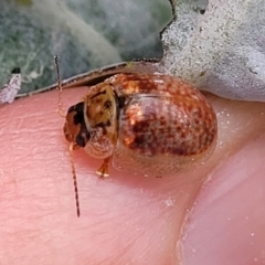 Paropsisterna m-fuscum at Paddys River, ACT - 26 Jan 2023 02:56 PM