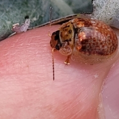 Paropsisterna m-fuscum at Paddys River, ACT - 26 Jan 2023 02:56 PM