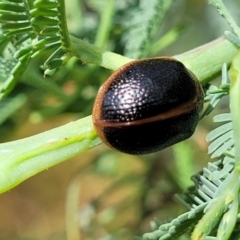 Dicranosterna immaculata (Acacia leaf beetle) at Paddys River, ACT - 26 Jan 2023 by trevorpreston