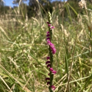 Spiranthes australis at Fadden, ACT - 11 Jan 2023