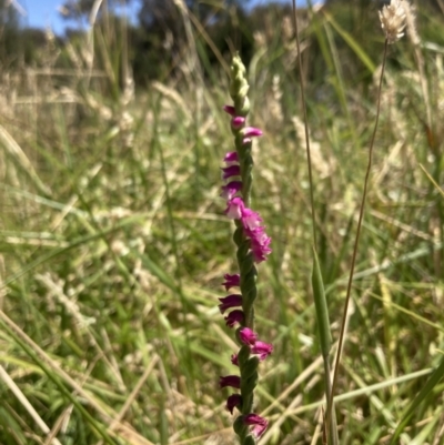 Spiranthes australis (Austral Ladies Tresses) at Fadden Hills Pond - 11 Jan 2023 by AnneG1