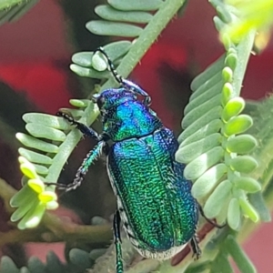 Diphucephala sp. (genus) at Paddys River, ACT - 26 Jan 2023