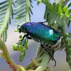 Diphucephala sp. (genus) at Paddys River, ACT - 26 Jan 2023