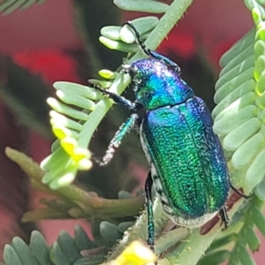 Diphucephala sp. (genus) at Paddys River, ACT - 26 Jan 2023