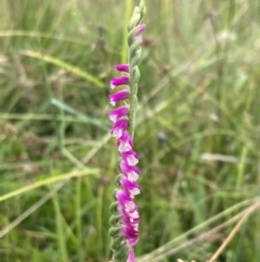 Spiranthes australis (Austral Ladies Tresses) at Tuggeranong Hill - 21 Jan 2023 by AnneG1