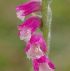 Spiranthes australis at Conder, ACT - suppressed