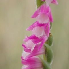 Spiranthes australis at Conder, ACT - suppressed