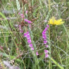 Spiranthes australis at Conder, ACT - suppressed