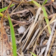 Caledia captiva (grasshopper) at Tidbinbilla Nature Reserve - 26 Jan 2023 by trevorpreston