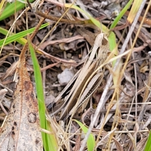 Caledia captiva at Paddys River, ACT - 26 Jan 2023