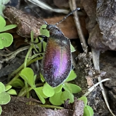 Metriolagria formicicola (Darkling beetle) at Burradoo, NSW - 9 Jan 2023 by GlossyGal