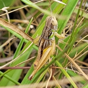 Praxibulus sp. (genus) at Paddys River, ACT - 26 Jan 2023