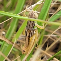 Praxibulus sp. (genus) at Paddys River, ACT - 26 Jan 2023