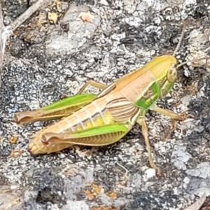 Praxibulus sp. (genus) at Paddys River, ACT - 26 Jan 2023