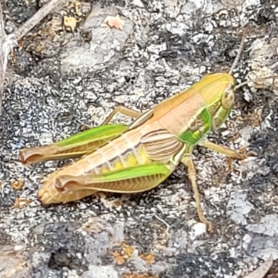 Praxibulus sp. (genus) (A grasshopper) at Tidbinbilla Nature Reserve - 26 Jan 2023 by trevorpreston