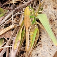 Praxibulus sp. (genus) at Paddys River, ACT - 26 Jan 2023