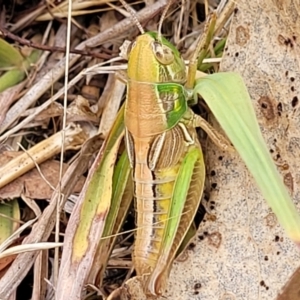 Praxibulus sp. (genus) at Paddys River, ACT - 26 Jan 2023 02:20 PM