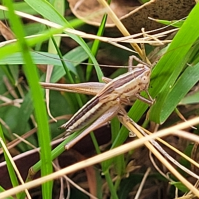 Conocephalus semivittatus (Meadow katydid) at Paddys River, ACT - 26 Jan 2023 by trevorpreston