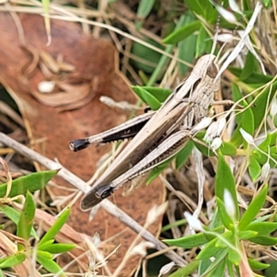 Caledia captiva (grasshopper) at Paddys River, ACT - 26 Jan 2023 by trevorpreston