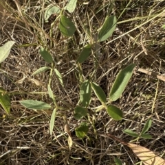 Glycine tabacina at Aranda, ACT - 26 Jan 2023 06:36 PM