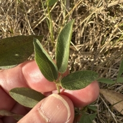 Glycine tabacina at Aranda, ACT - 26 Jan 2023 06:36 PM