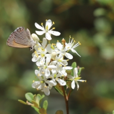 Nacaduba biocellata (Two-spotted Line-Blue) at Cook, ACT - 26 Jan 2023 by Tammy