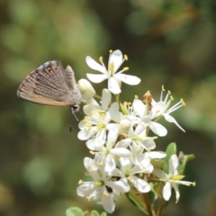 Nacaduba biocellata at Cook, ACT - 26 Jan 2023