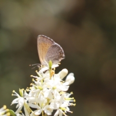 Nacaduba biocellata at Cook, ACT - 26 Jan 2023 11:08 AM