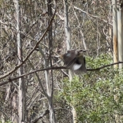 Dacelo novaeguineae (Laughing Kookaburra) at Tidbinbilla Nature Reserve - 26 Jan 2023 by JimL